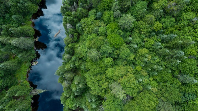 P1(澳大利亚): Boreal forest, Quebec, Canada(加拿大魁北克省的北方森林)P2(加拿大): A canopy of trees in a forest in Prince Edward Island(爱德华王子岛的森林中的树冠)P3(中国): Kindergarteners drawing on canvases in Nantong, Jiangsu province, China(中国江苏省南通市的幼儿园孩子们在画布上作画)澳大利亚 / 加拿大 / 中国, Bing 首页在 10 月 5 日展示的图片. #图片P1(澳大利亚): Boreal forest, Quebec, Canada(加拿大魁北克省的北方森林)P2(加拿大): A canopy of trees in a forest in Prince Edward Island(爱德华王子岛的森林中的树冠)P3(中国): Kindergarteners drawing on canvases in Nantong, Jiangsu province, China(中国江苏省南通市的幼儿园孩子们在画布上作画)澳大利亚 / 加拿大 / 中国, Bing 首页在 10 月 5 日展示的图片. #图片